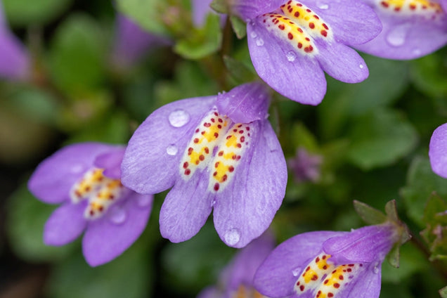 Mazus reptans bloem