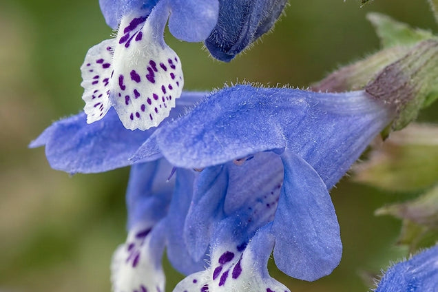 Meehania urticifolia bloem