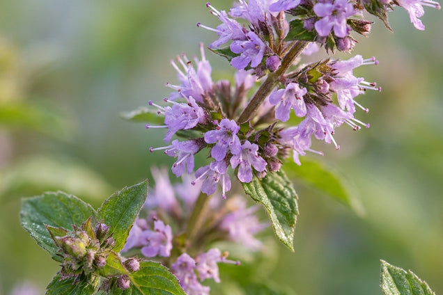 Mentha aquatica bloem