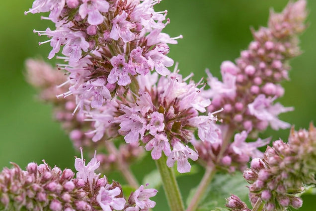 Mentha longifolia bloem