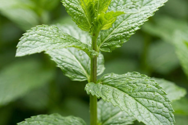 Mentha spicata blad