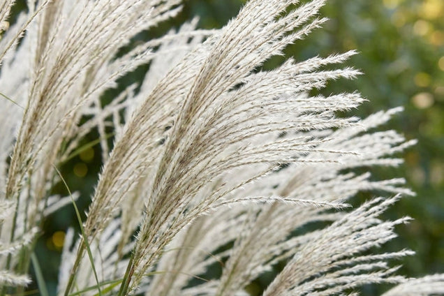 Miscanthus sinensis 'Adagio' bloem