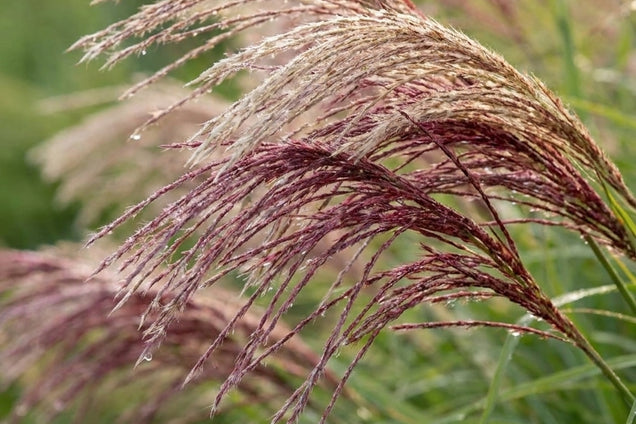 Miscanthus sinensis 'China' bloem