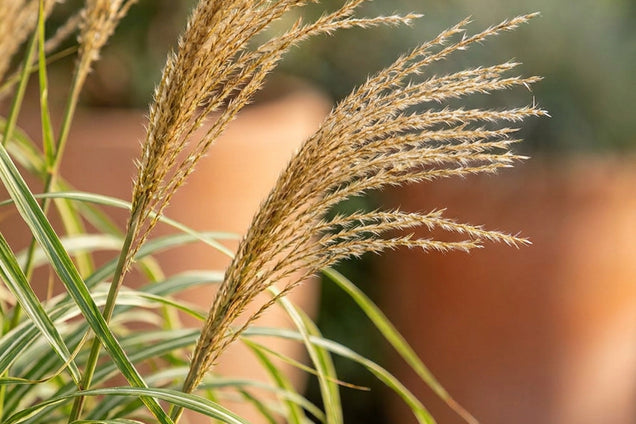Miscanthus sinensis 'Cosmopolitan' bloem