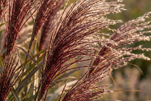 Miscanthus sinensis 'Dread Locks' bloem