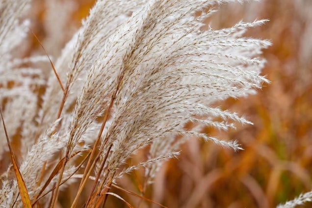 Miscanthus sinensis 'Dronning Ingrid' bloem