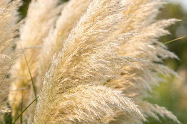 Miscanthus sinensis 'Etincelle' bloem