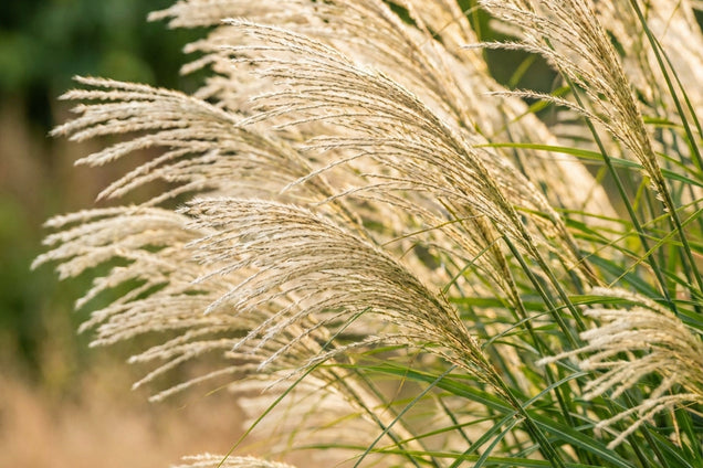 Miscanthus sinensis 'Federweiser' bloem