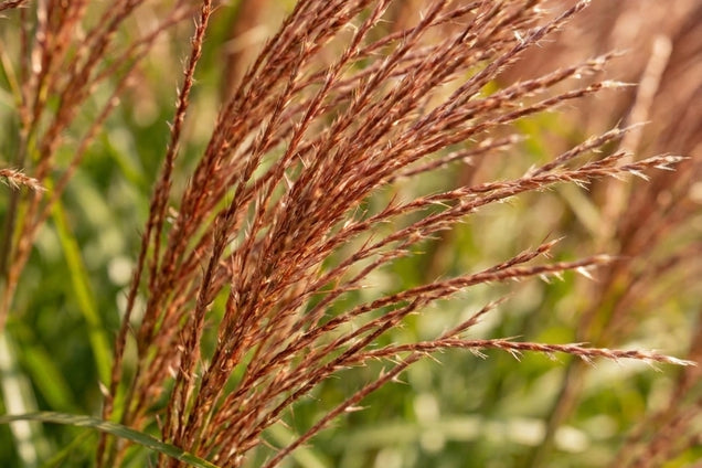 Miscanthus sinensis 'Ferner Osten' bloem