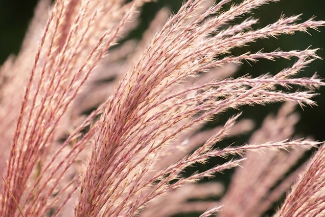 Miscanthus sinensis 'Flamingo' bloem