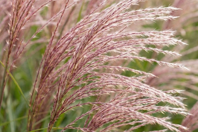 Miscanthus sinensis 'Goliath' bloem