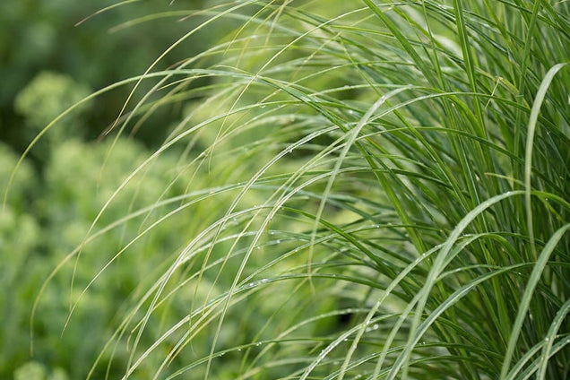 Miscanthus sinensis 'Gracillimus' blad