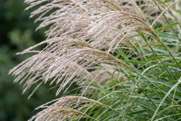 Miscanthus sinensis 'Herman Mussel' bloem
