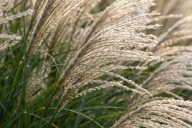 Miscanthus sinensis 'Kleine Fontäne' bloem