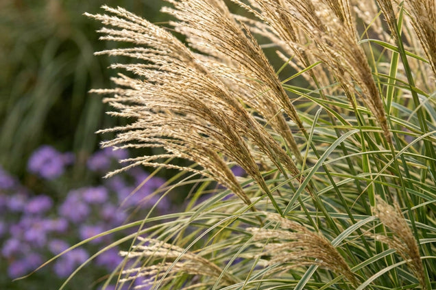 Miscanthus sinensis 'Kleine Silberspinne' bloem