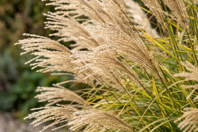 Miscanthus sinensis 'Krater' bloem