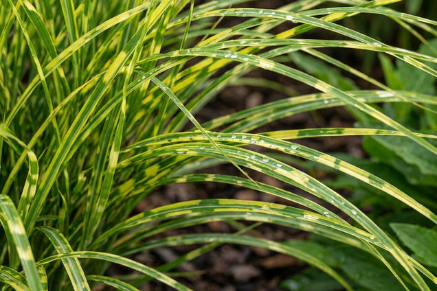 Miscanthus sinensis 'Little Zebra' blad