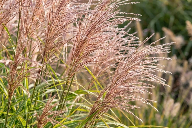 Miscanthus sinensis 'Malepartus' bloem