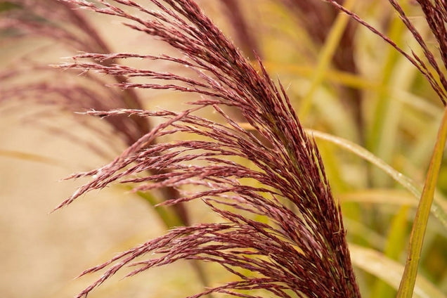 Miscanthus sinensis 'Nippon' bloem