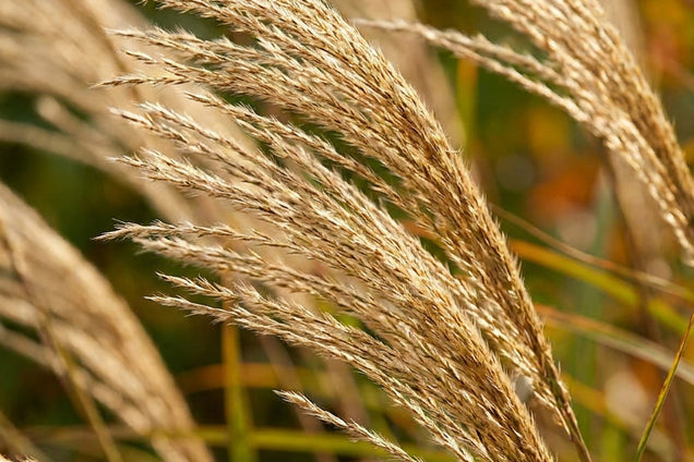Miscanthus sinensis 'Professor Richard Hansen' bloem