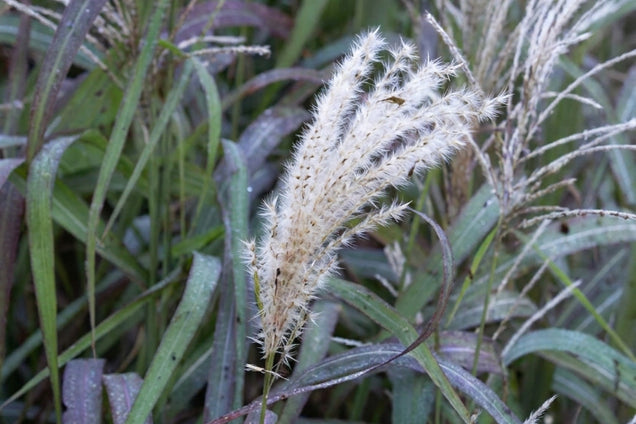 Miscanthus sinensis 'Rosi' bloem