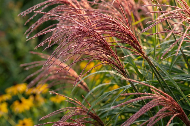 Miscanthus sinensis 'Roter Pfeil' bloem