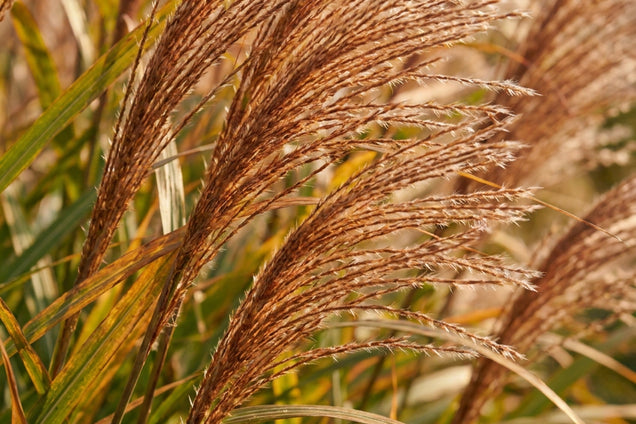 Miscanthus sinensis 'Rotsilber' bloem