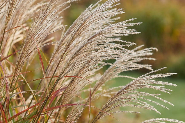 Miscanthus sinensis 'Samurai' bloem