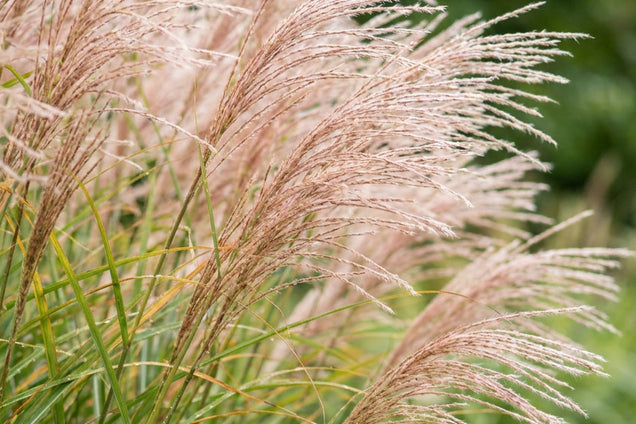 Miscanthus sinensis 'Sarabande' bloem