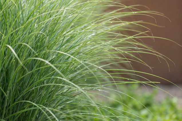 Miscanthus sinensis 'Strictus Dwarf' blad