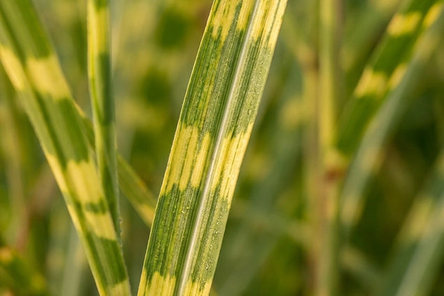 Miscanthus sinensis 'Strictus' blad