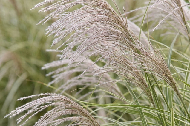 Miscanthus sinensis 'Undine' bloem