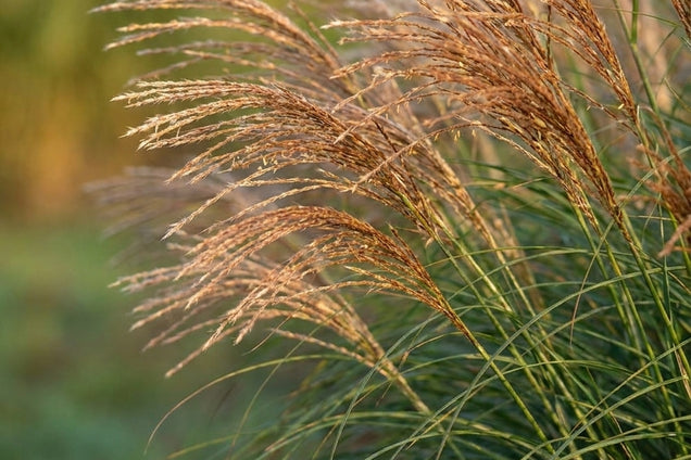 Miscanthus sinensis 'Yaka Dance' bloem