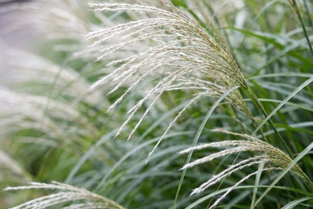 Miscanthus sinensis 'Yaku Jima' bloem
