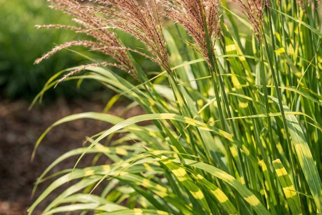 Miscanthus sinensis 'Zebrinus' bloem