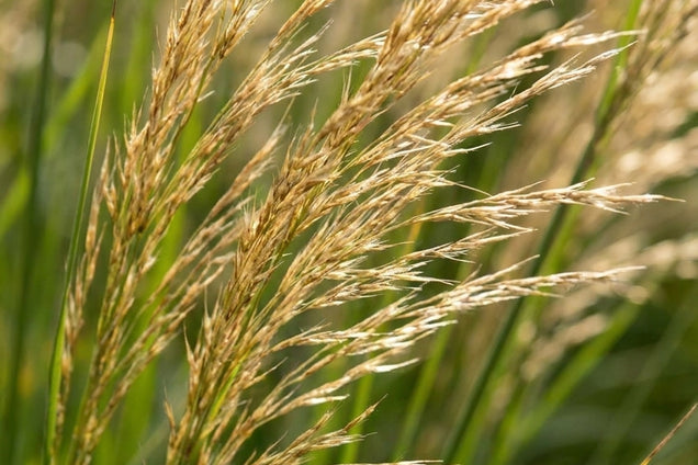Molinia caerulea 'Whirlwind' bloem