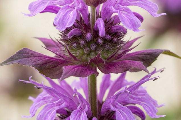Monarda 'Aquarius' bloem
