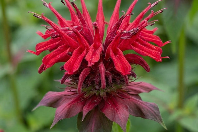 Monarda 'Balance' bloem