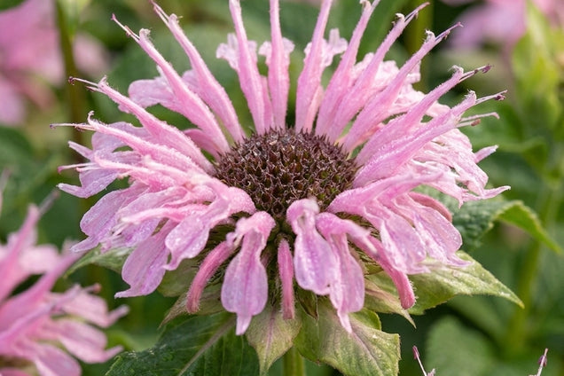 Monarda 'Comanche' bloem