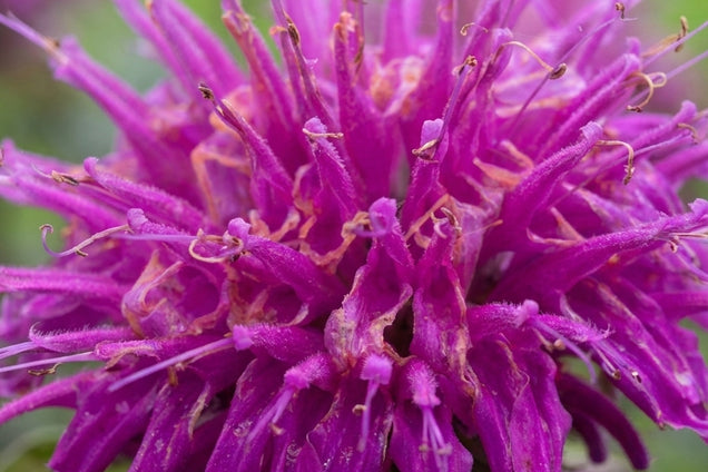 Monarda 'Donnerwolke' bloem