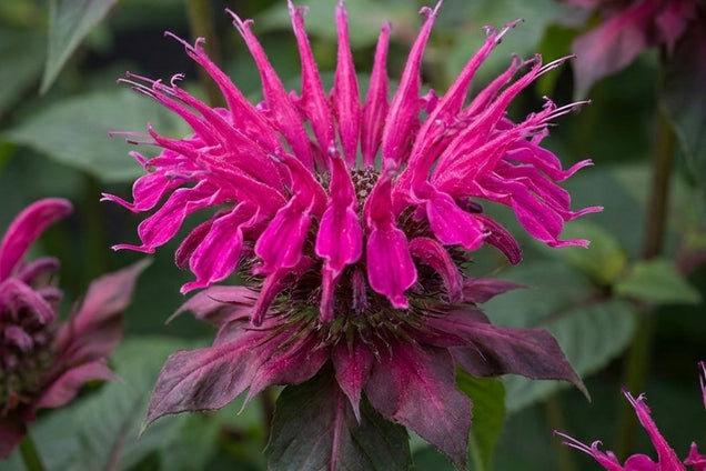 Monarda 'On Parade' bloem