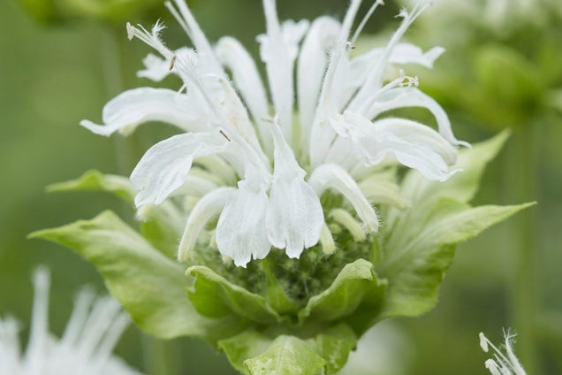 Monarda 'Snow Queen' bloem