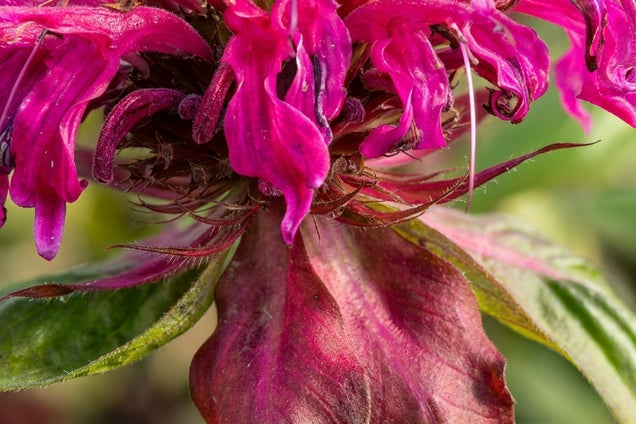 Monarda 'Talud' bloem