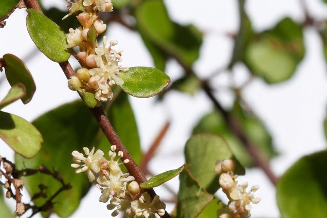 Muehlenbeckia complexa bloem