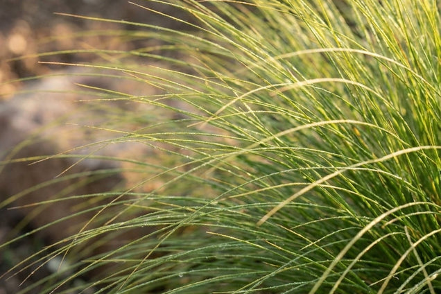 Muhlenbergia rigens bloem
