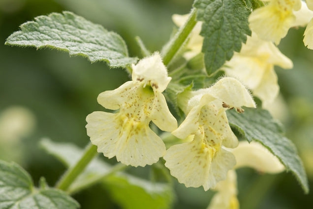 Nepeta govaniana bloem