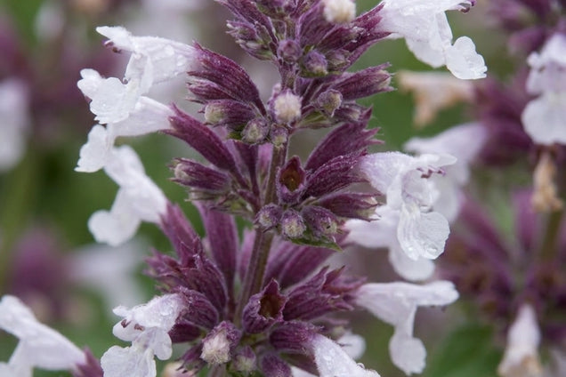 Nepeta grandiflora 'Dawn to Dusk' bloem