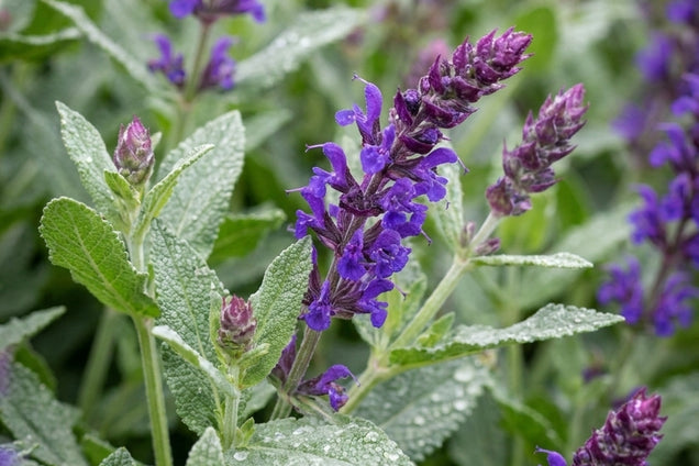Nepeta racemosa 'Grog' bloem