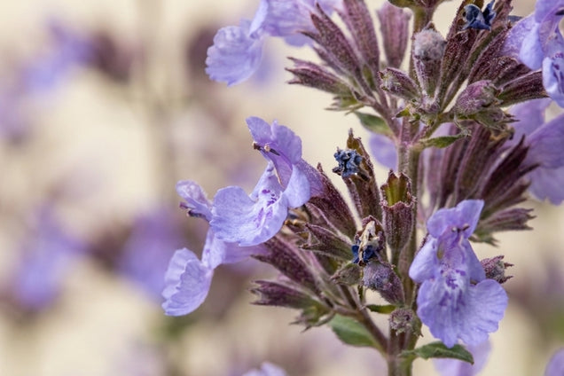 Nepeta 'Six Hills Giant' bloem