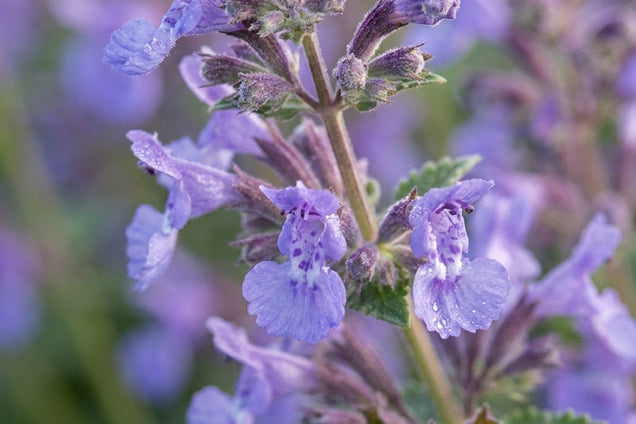 Nepeta 'Walker's Low' bloem